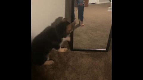 German Shepherd puppy discovers reflection in mirror