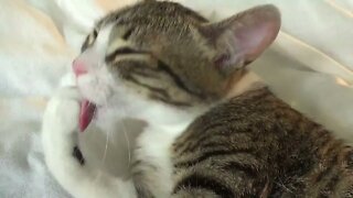 Cute Kitten Washes His Face