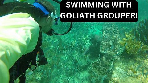 Swimming with a Goliath Grouper