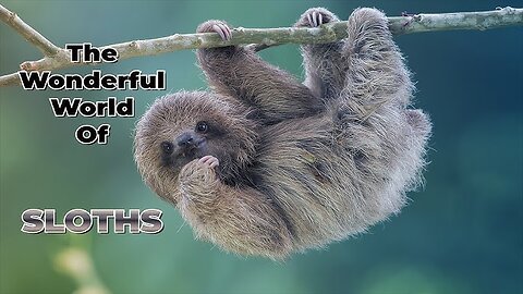 Baby Sloths Being Sloths - FUNNIEST Compilation