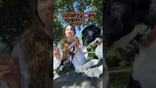 dogs, dogvideos 61