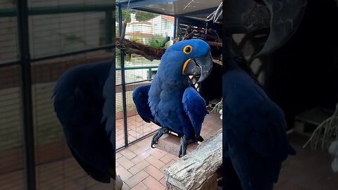 Hyacinth Macaw : The Biggest Macaw l #shorts l #hyacinthmacaw l @BikisAviary