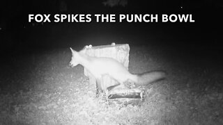 Fox Spikes The Punch Bowl