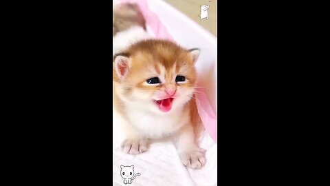 A cute cat cring