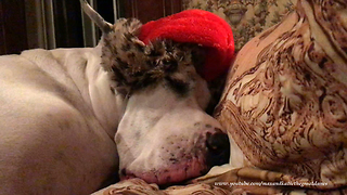 Funny Snoring Great Dane in his Santa Hat