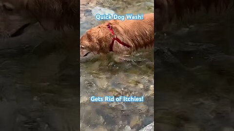 Quick Dog Wash! Get Rid of Itchy Skin… #dogwash #goldenretriever #playing