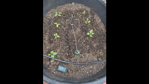 Transplant #1-Hatch Chili babies planted in a container in 108F heat