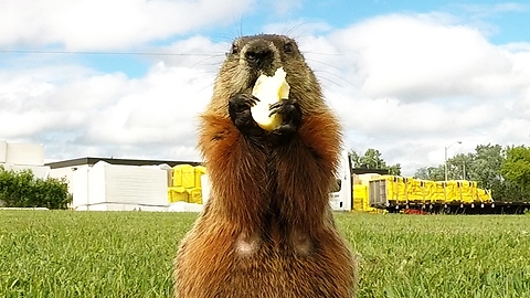 Gopher eats apple in the most adorable way
