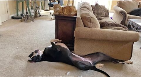 Laid Back Great Dane Relaxes Before Playing With The Cat