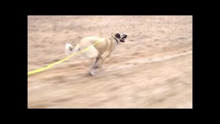 Kangal Dogs Out For A Gator Walk