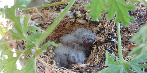 Hawk attacks & cracks open egg, baby bird miraculously survives