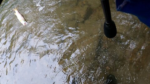 Nice cloudy day of trout fishing