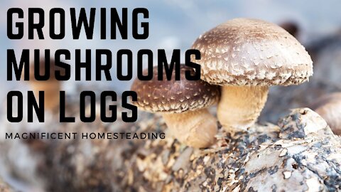 How to Grow Mushrooms on Logs