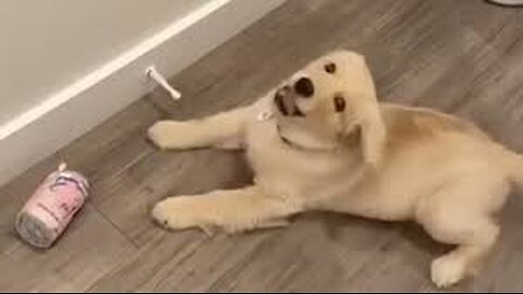 Silly Golden Retriever puppy plays with the doorstop