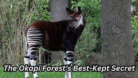 the Okapi: Forest's Best-Kept Secret 🌿