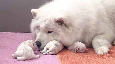 Newborn Samoyed Puppies