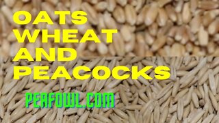 Oats And Wheat And Peacocks, Peacock Minute, peafowl.com