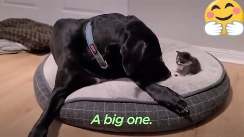 😍 Orphaned 1Pound Kitten Gets Adopted By a 160Pound Great Dane The Dodo Little But Fierce