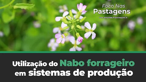 Saiba mais sobre a Utilização do Nabo forrageiro em sistemas de produção.