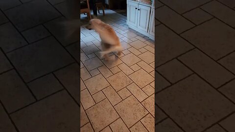The dancing dog