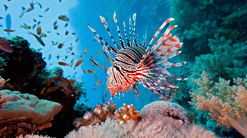 See How AMAZING Underwater Marine Fish Aquarium!