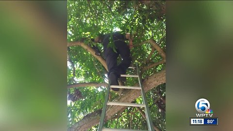 Palm Beach County Fire Rescue crews rescue pet cockatiel stranded in tree