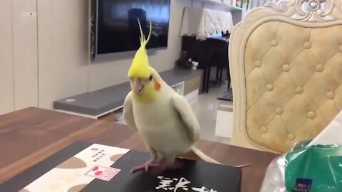 parrot dancing