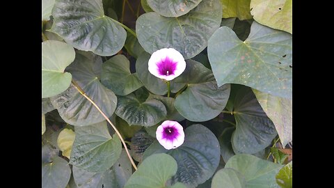 Growing Sweet Potatoes Vertically 8/10/24