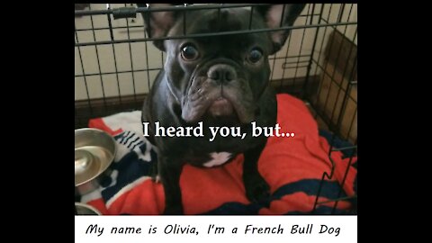 Smart French Bull Dog Taking Orders