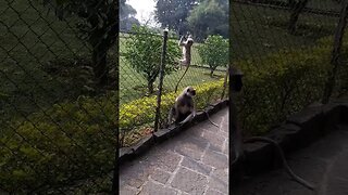 Monkeys in India #comedy #monkeys #india #travel #shorts #nature #funny #tiktokdance #comedyvideo