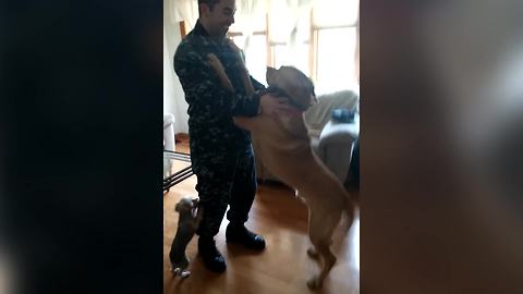 Dogs Welcome Home Their Human Friend Back From The Navy