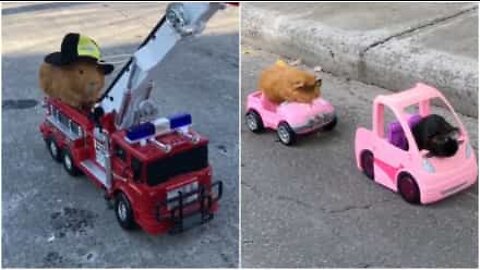 Adorable guinea pigs go out for a test drive