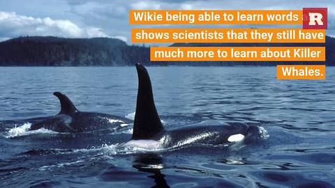 A killer whale that can almost speak | Rare Animals