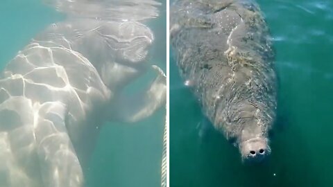 Family finds adorable manatees playing under their boat