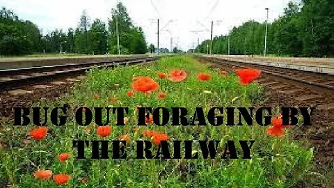 Foraging via the railway as I Bug Out