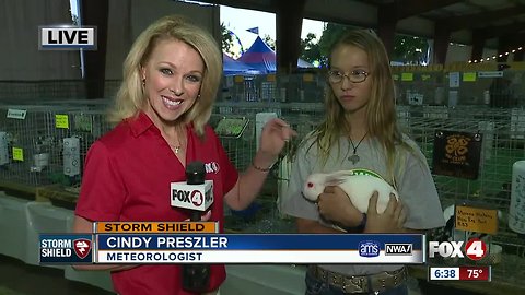 Lee County Fair underway in North Fort Myers checking out the livestock