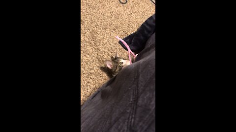 Cute cat playing with straw pt 2🥰