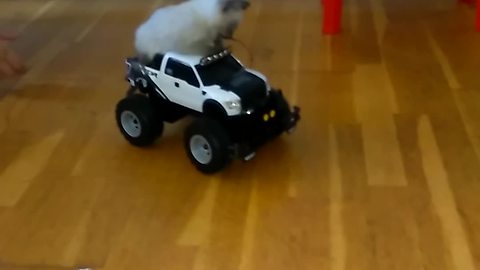 Kitten Goes For Joyride In Rc Car