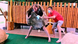 Fun-loving Tourist Becomes Stuck In Giant Tortoise Shell