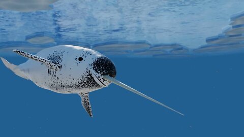 The Narwhal in front of you