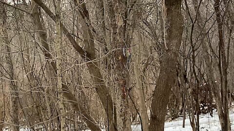 Red Belied woodpecker