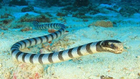 A diver and three sea snakes once met