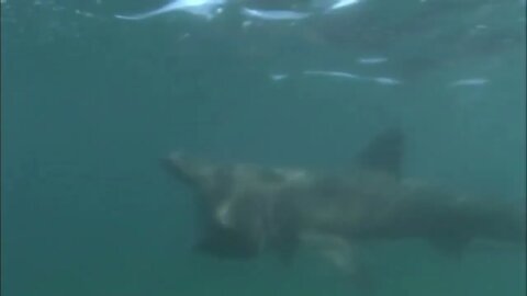 Basking Shark - Interesting facts about Breaching Basking Sharks-10