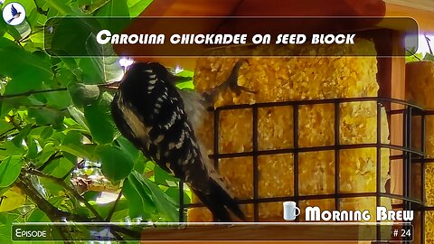 Carolina chickadee on seed block