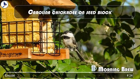 Carolina chickadee on seed block