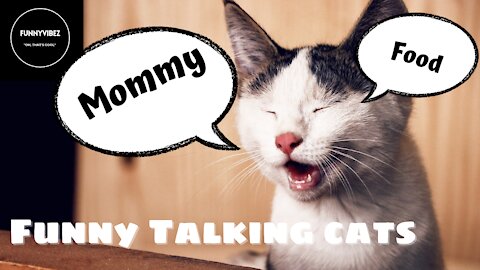 These Cats can talk!