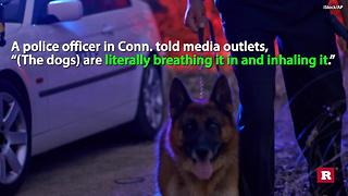 Police Use Narcan To Save K-9 Partners | Rare News