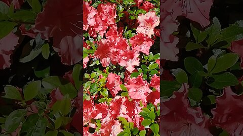 Beautiful pink azalea bush in full bloom #nature #beautiful #flowers #flower #spring #floral #pink