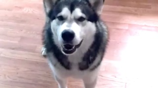 Malamute runs laps around kitchen after hearing good news