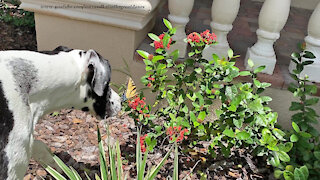 Gentle Great Dane Wants To Play With A Butterfly